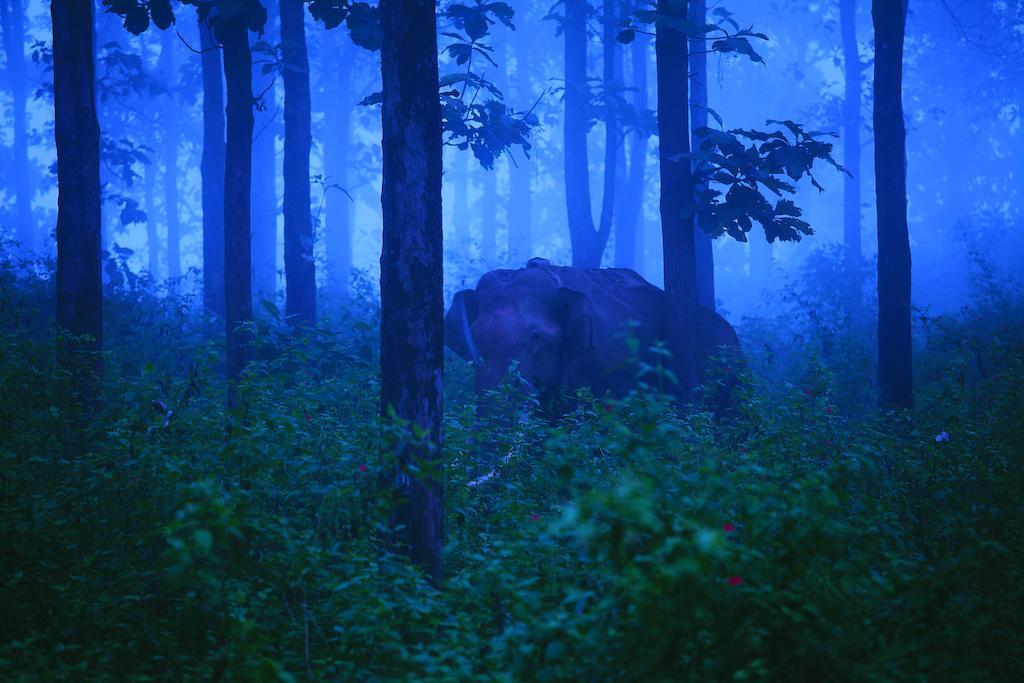 The Woods Resorts Wayanad Sultan Bathery Exterior foto